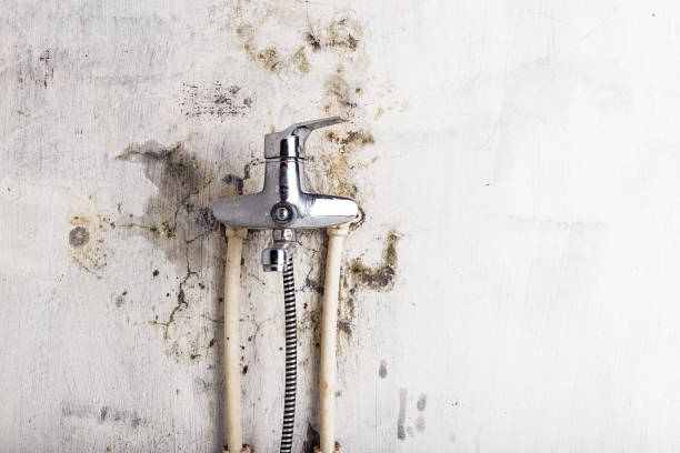 Best Professional Mold Removal  in Centerville, SC