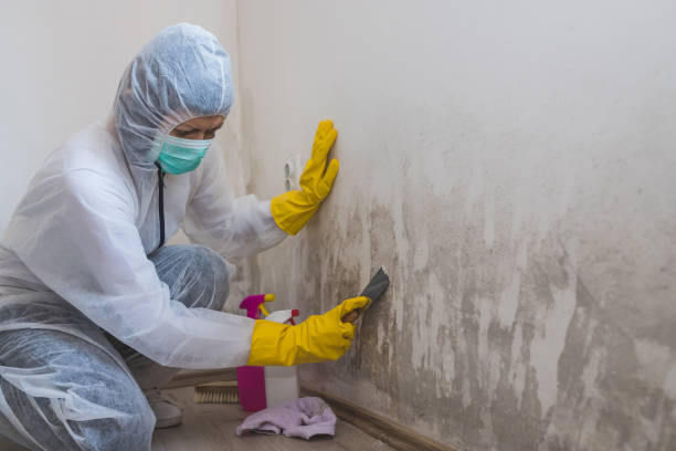 Mold Testing and Removal in Centerville, SC