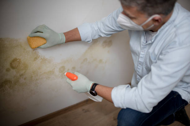 Best Attic Mold Removal  in Centerville, SC