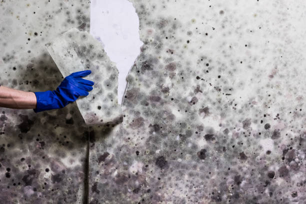 Best Mold Damage Repair  in Centerville, SC